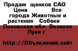 Продам ,щенков САО. › Цена ­ 30 000 - Все города Животные и растения » Собаки   . Псковская обл.,Великие Луки г.